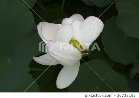 蓮花 30732192