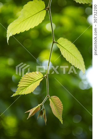類（木） 木 葉子 30732200