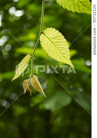 Branches (trees), leaf, close-up 30732220