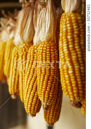 Corn, Yongin Folk Village, Yongin-si, Gyeonggi-do Corn, Yongin Folk Village, Yongin-si, Gyeonggi-do 30732461