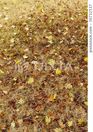 autumn, leaf, Leaves 30732537