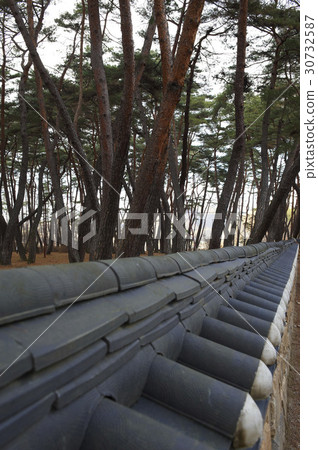 Pine, Seongyeongpo, Yeongwol-gun, Gangwon-do 30732587