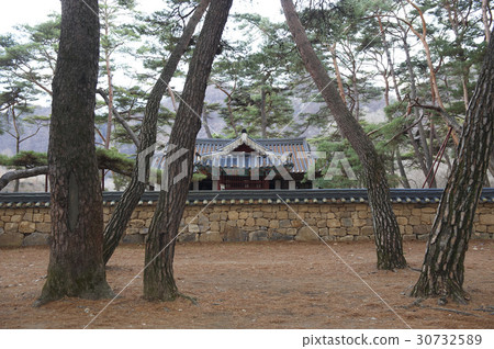 Pine, Endangered Associates, Yeongwol Endangered Exile, Seongyeongpo, Yeongwol-gun, Gangwon-do 30732589