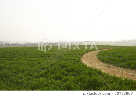 Barley field, Gochang-gun, Jeonbuk Barley field, Gochang-gun, Jeonbuk 30732907