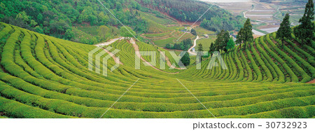 Green tea field, Boseong-gun, Jeonnam 30732923