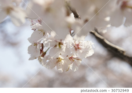 Cherry Blossom Cherry Blossom 30732949