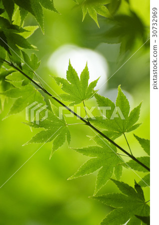 Branches (trees), Maple tree, maple leaf 30732969