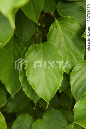 green, a drip, water drop 30733010