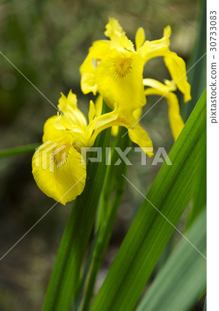 Iris Iris 30733083