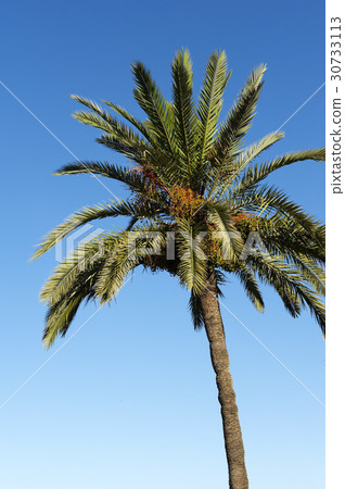 西班牙 西班牙 30733113