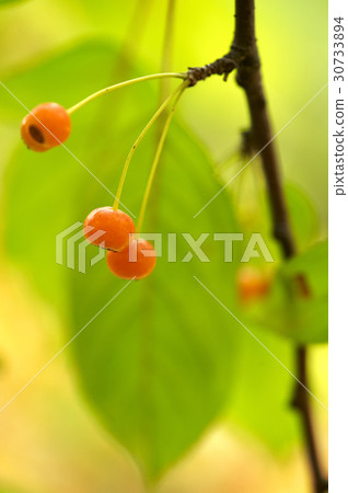 Branches (trees), a plant, plant 30733894