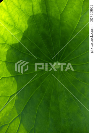 A lotus leaf 30733902