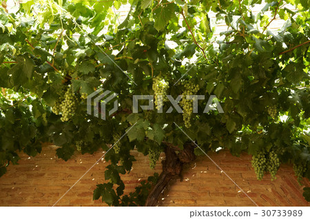 Alhambra Palace, Granada, Andalucia, Spain Alhambra Palace, Granada, Andalucia, Spain 30733989