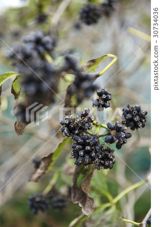 A goose A goose 30734036