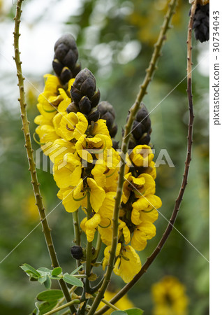 玉米樹 玉米樹 30734043