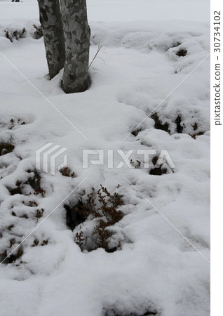 winter, tree, Snow 30734102