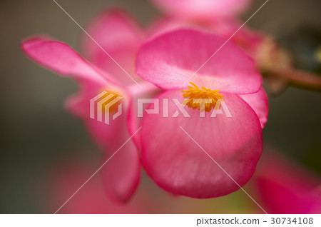 begonia begonia 30734108