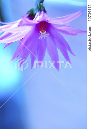 Guevara cactus Guevara cactus 30734115