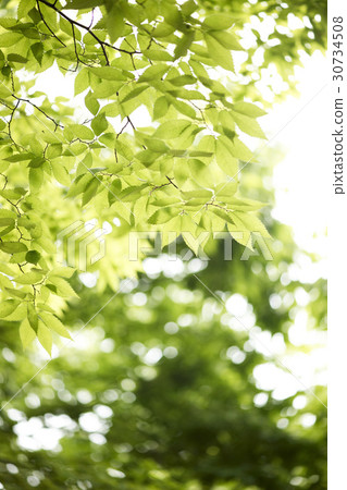 Branches (trees), season, tree 30734508