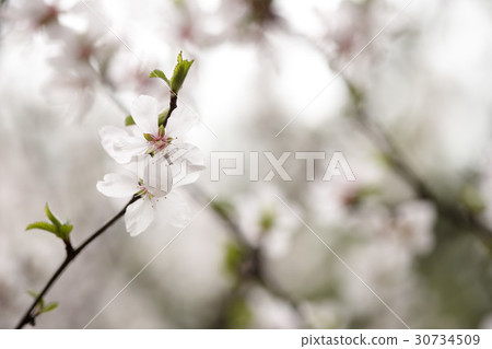 Branches (trees), Flower, spring 30734509