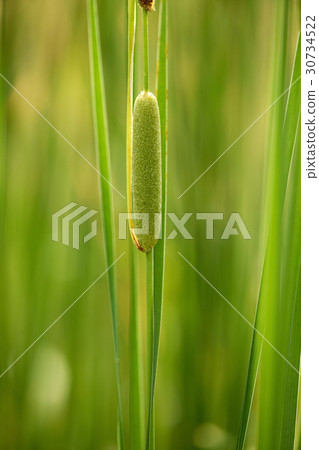 reed mace 30734522