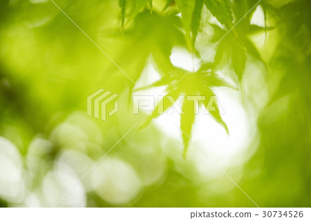 leaf, green, Maple tree 30734526