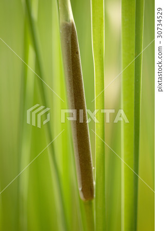 reed mace 30734529