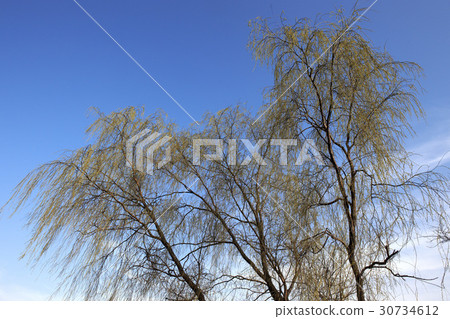 木 廠 植物 30734612