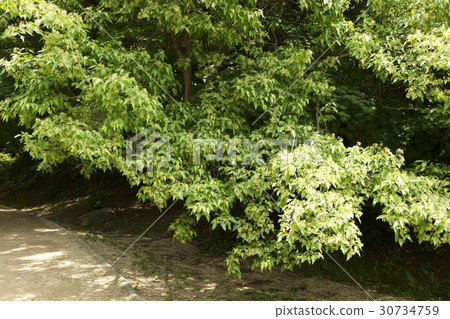 Birch Birch 30734759