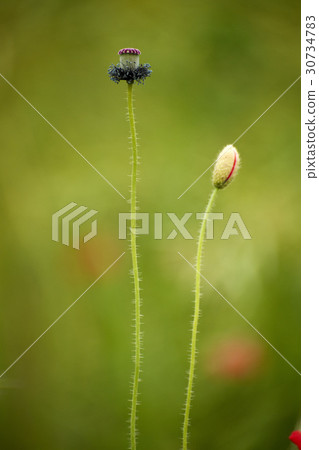 poppy poppy 30734783