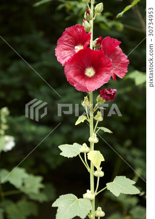 hollyhock 30734953