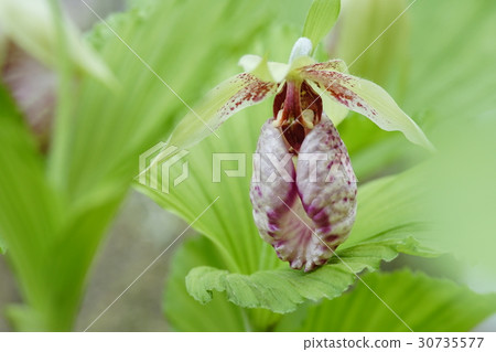 熊花 30735577
