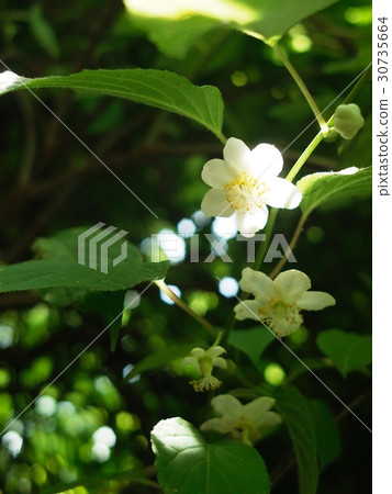 Matatabi flowers bathed in sunshine Matatabi flowers bathed in sunshine 30735664