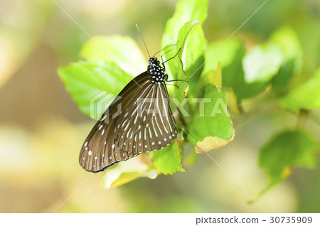 Tsumura Maki Madara 30735909