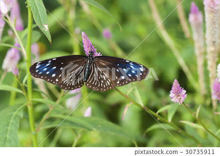 Tsumura Maki Madara 30735911