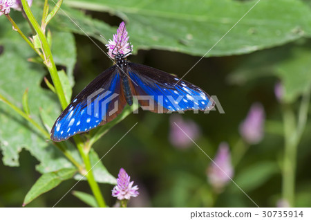 Tsumura Maki Madara 30735914