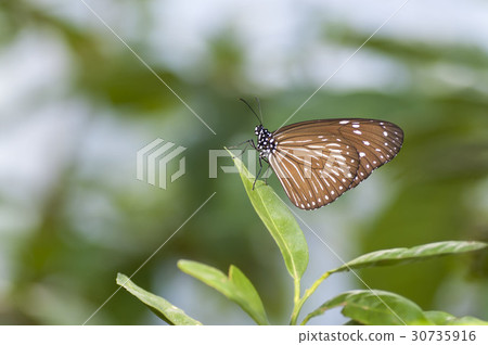 Tsumura Maki Madara 30735916