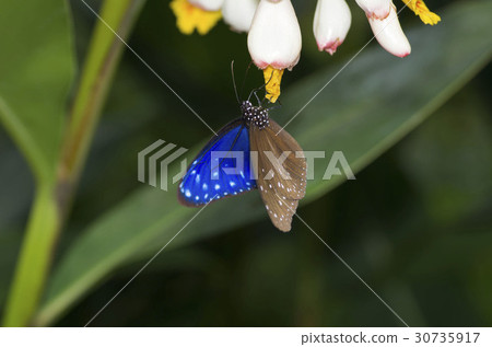 Tsumura Maki Madara 30735917