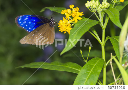 Tsumura Maki Madara 30735918