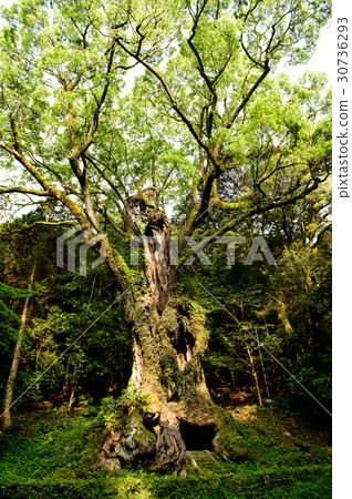 武雄的奧久在朝陽佐賀縣沐浴 武雄的奧久在朝陽佐賀縣沐浴 30736293