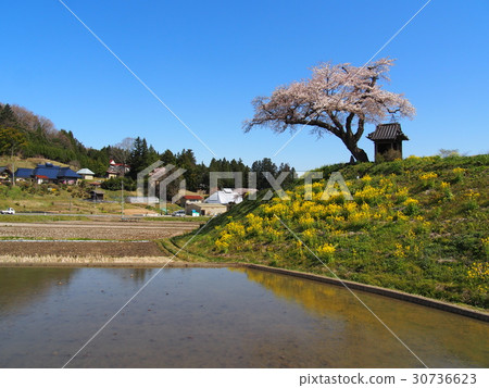 Ozawa's cherry tree Ozawa's cherry tree 30736623