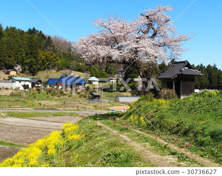 Ozawa's cherry tree 30736627