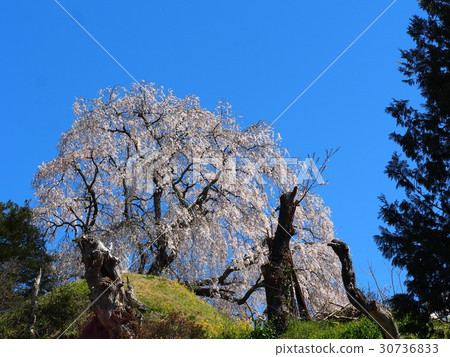 Weeping cherry blossoms of Hermitosuka Weeping cherry blossoms of Hermitosuka 30736833