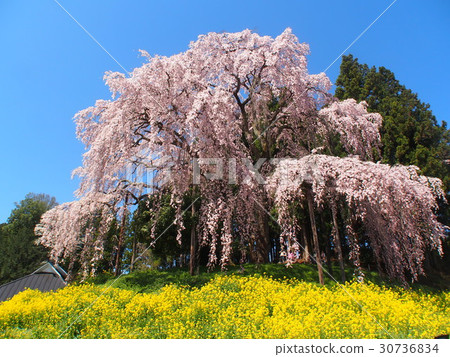 Weeping cherry blossoms at the battlefield 30736834