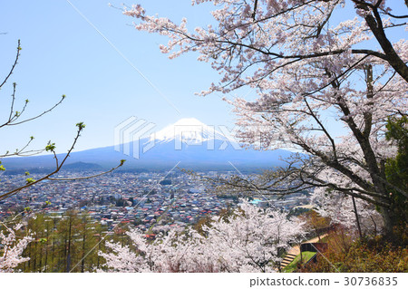 Fuji and cherry blossoms Fuji and cherry blossoms 30736835