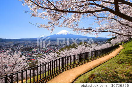 Fuji and cherry blossoms 30736836