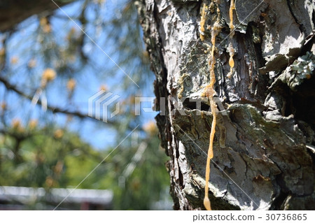 松樹脂（松谷） 30736865