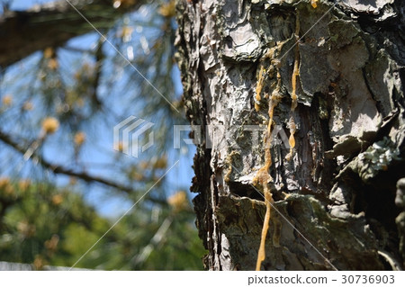 松樹脂(松谷) 松樹脂(松谷) 30736903