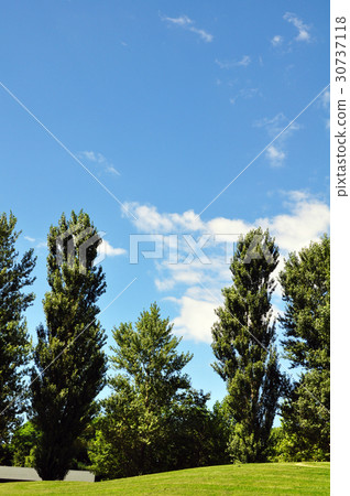 Saba Lin poplar tree 30737118
