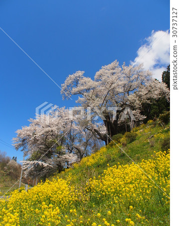 Cherry blossoms of Towa Yoda 30737127